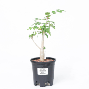 【朴原】阿瑞斯裂榄 Bursera ariensis 橄榄盆栽阳台绿植芳香盆景