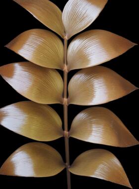 【朴原优选】帝王泽米铁 Zamia imperialis 室内热植盆栽