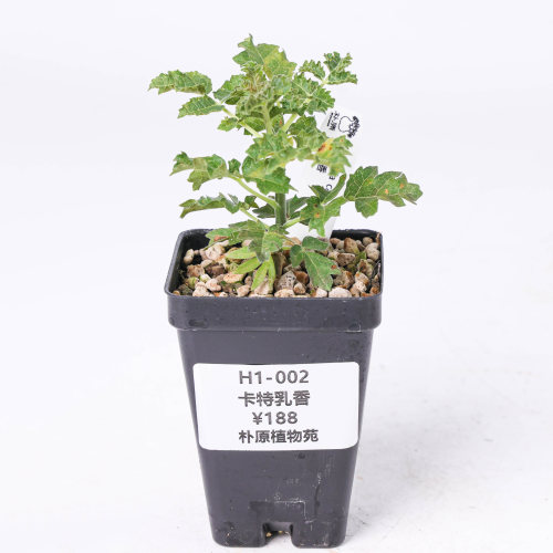 【朴原】卡特乳香 Boswellia carteri 家庭盆景乳香香氛绿植