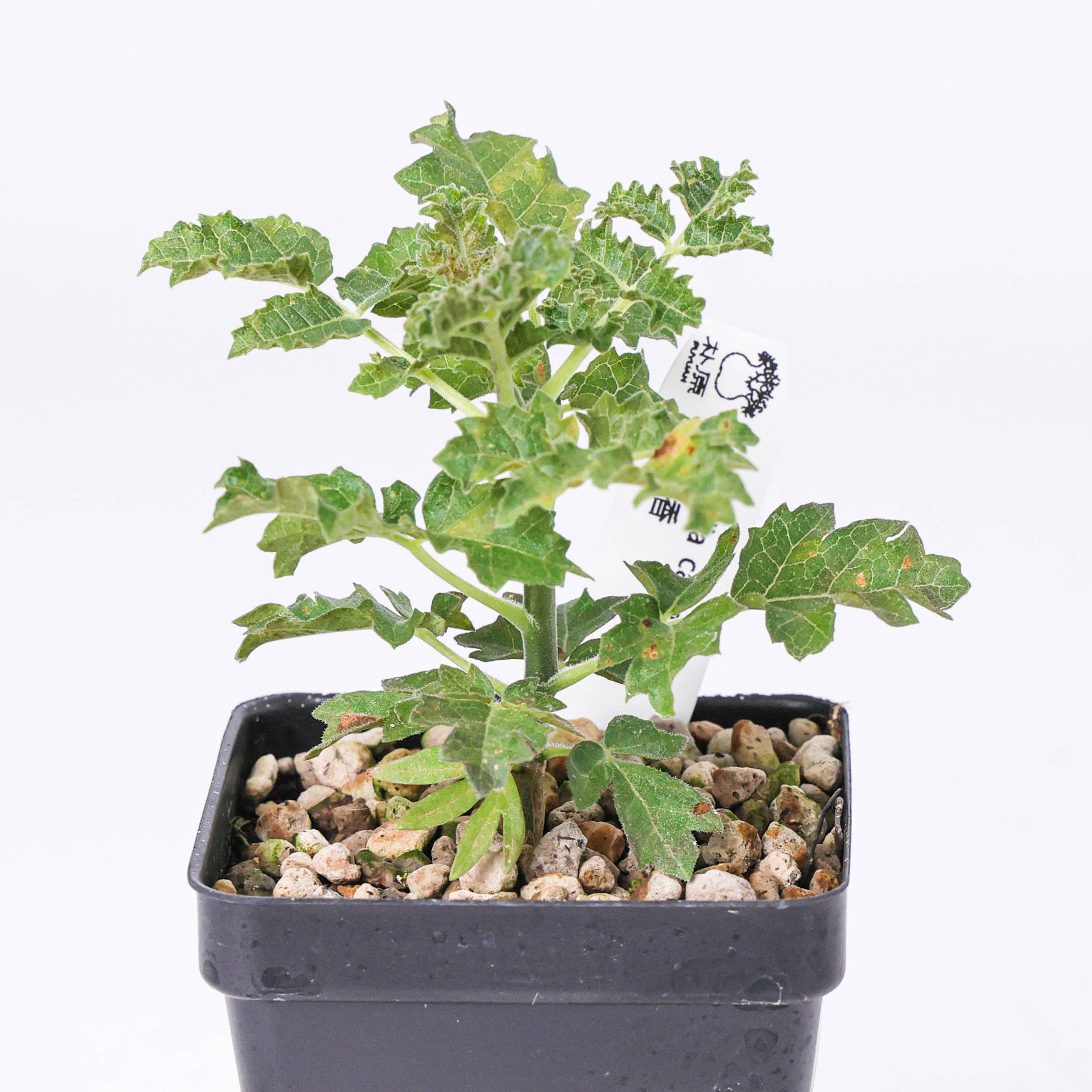 【朴原】卡特乳香 Boswellia carteri 家庭盆景乳香香氛绿植