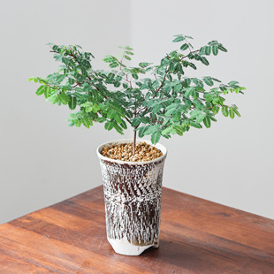 【朴原】柯里拉云实树Libidibia coriaria家居绿植盆栽观叶园艺