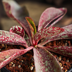 【朴原】血斑大戟Euphorbia khandallensis珍奇块根绿植观叶盆栽