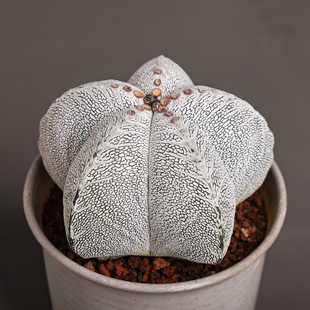 【朴原】恩冢鸾凤玉Astrophytum myriostigma 'Onzuka'实生仙人球