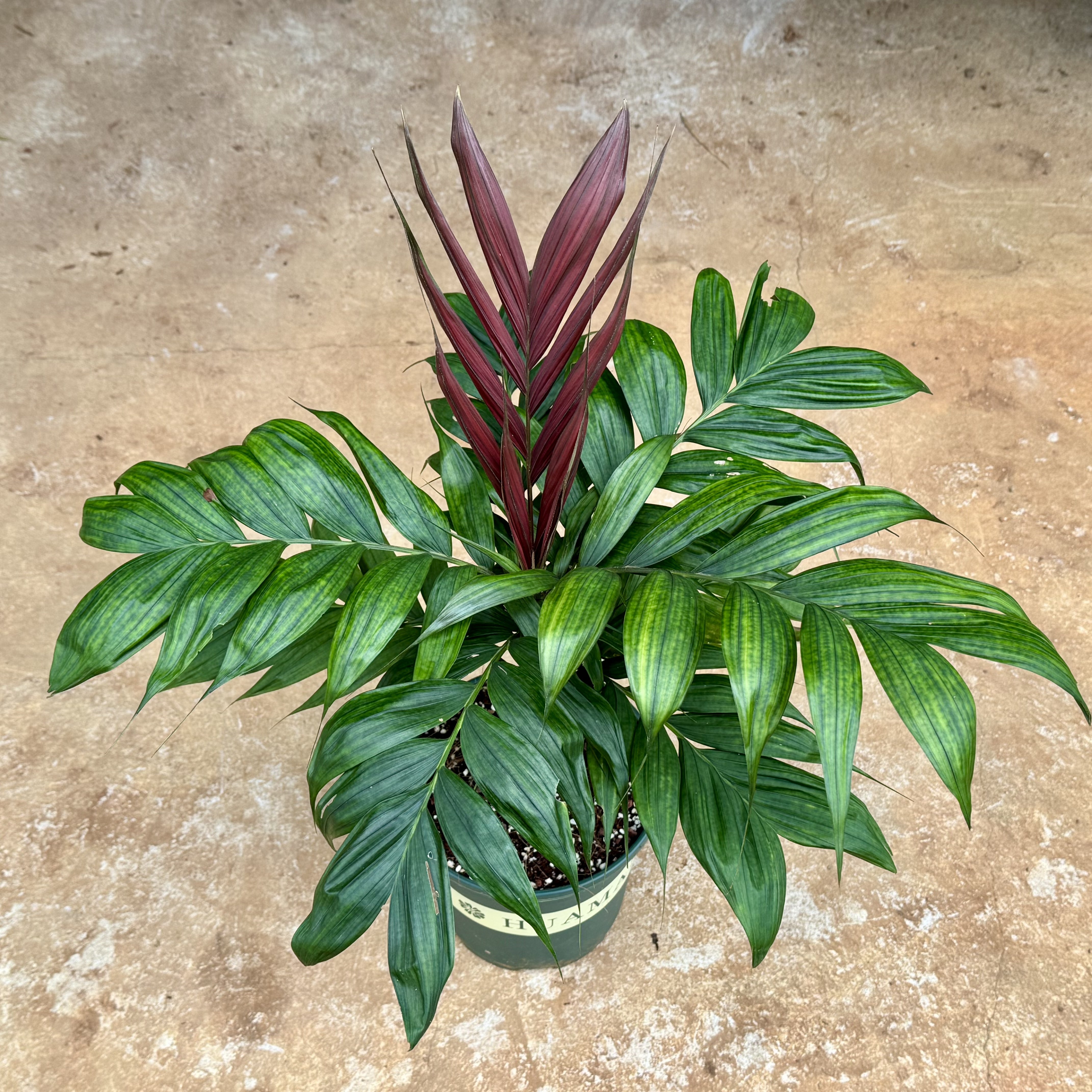 【朴原优选】达芬奇隐萼椰 Calyptrocalyx pachystachys 观叶热植