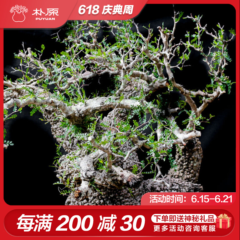 【朴原】象足漆树 Operculicarya pachypus 潮流块根多肉植物盆栽