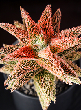 【朴原】名品园艺芦荟 Aloe Hybrids 精品精选实生芦荟每周三更新
