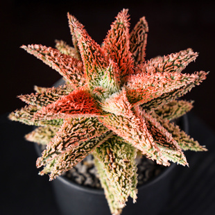 【朴原】名品园艺芦荟 Aloe Hybrids 精品精选超级芦荟每周三更新