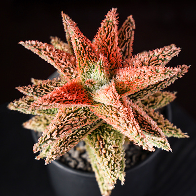 精品园艺芦荟超级芦荟绿植盆栽