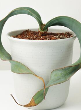 【朴原】百岁兰 /千岁兰 Welwitschia mirabilis 纳米比亚国花