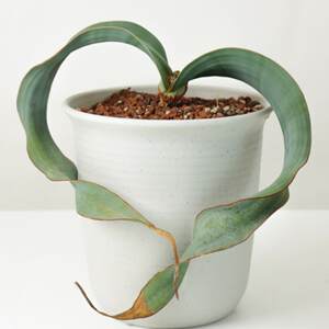 【朴原】百岁兰 /千岁兰 Welwitschia mirabilis 纳米比亚国花
