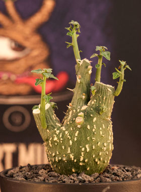 球腺蔓西番莲科块根绿植多肉盆栽
