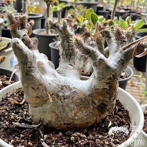 伊洛棒槌珍奇潮玩块根好种好养