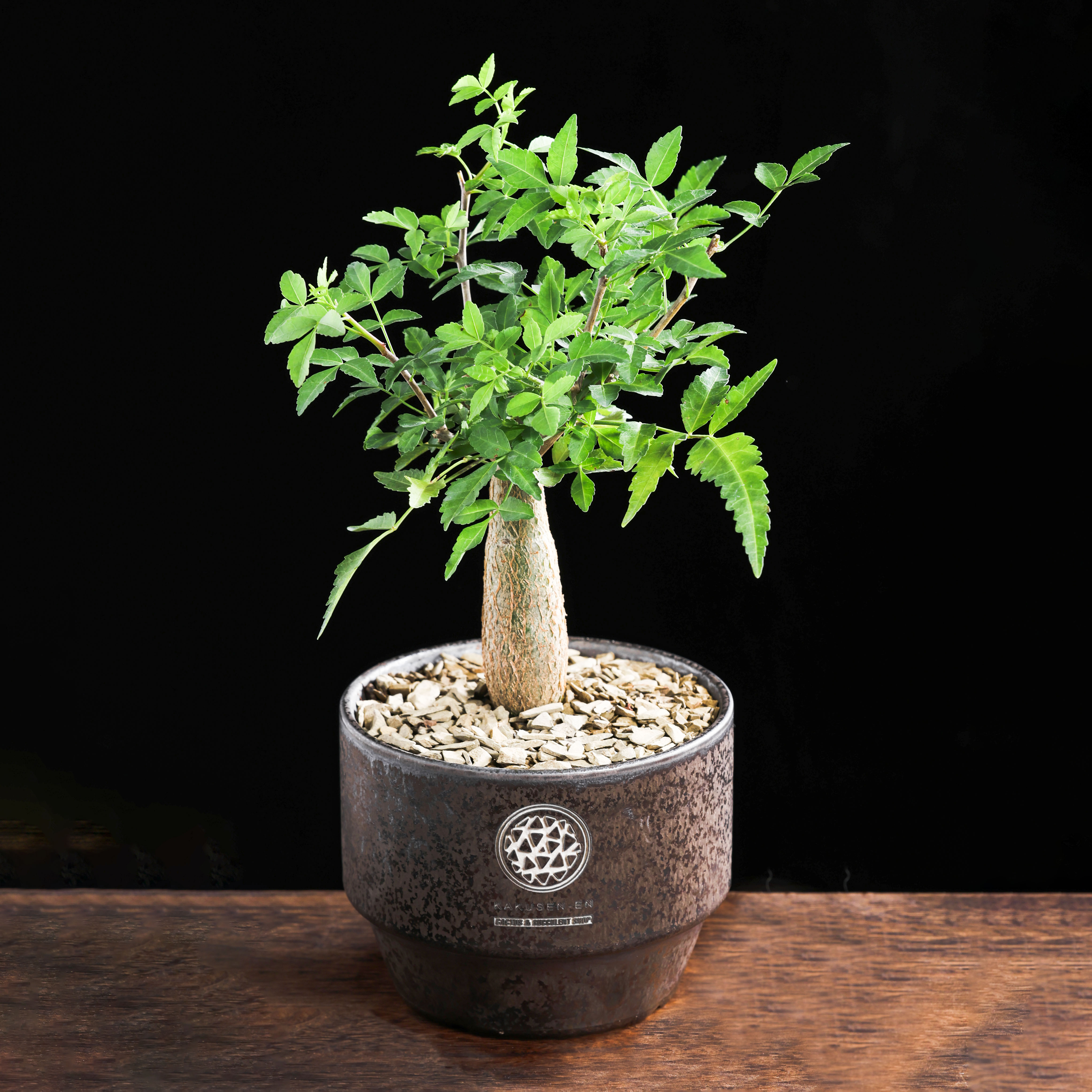 【朴原】芳香橄榄Bursera fagaroides珍奇芳香观叶盆景绿植盆栽