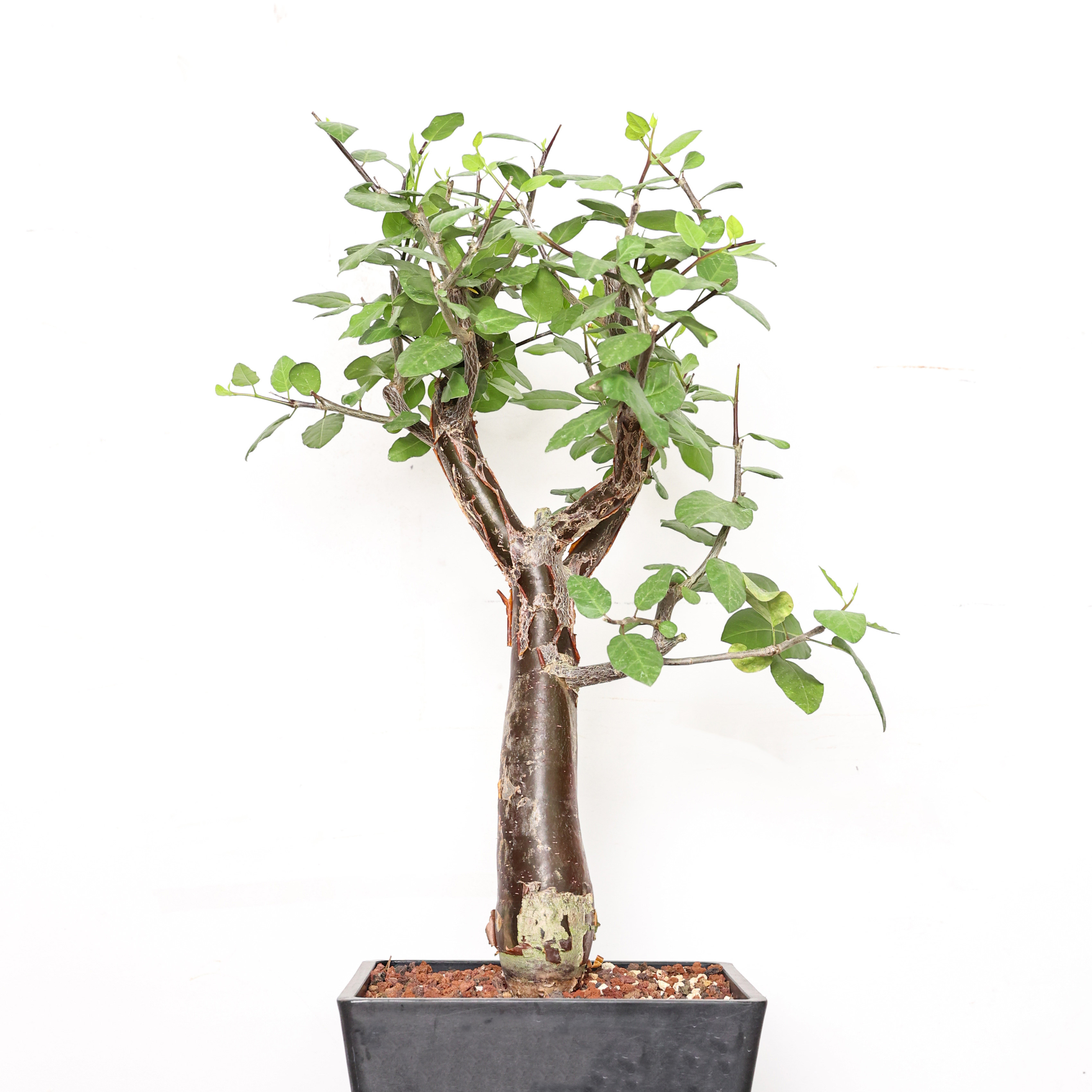 【朴原】舍特达利橄榄 Bursera schlechtendalii 珍奇潮玩块根盆
