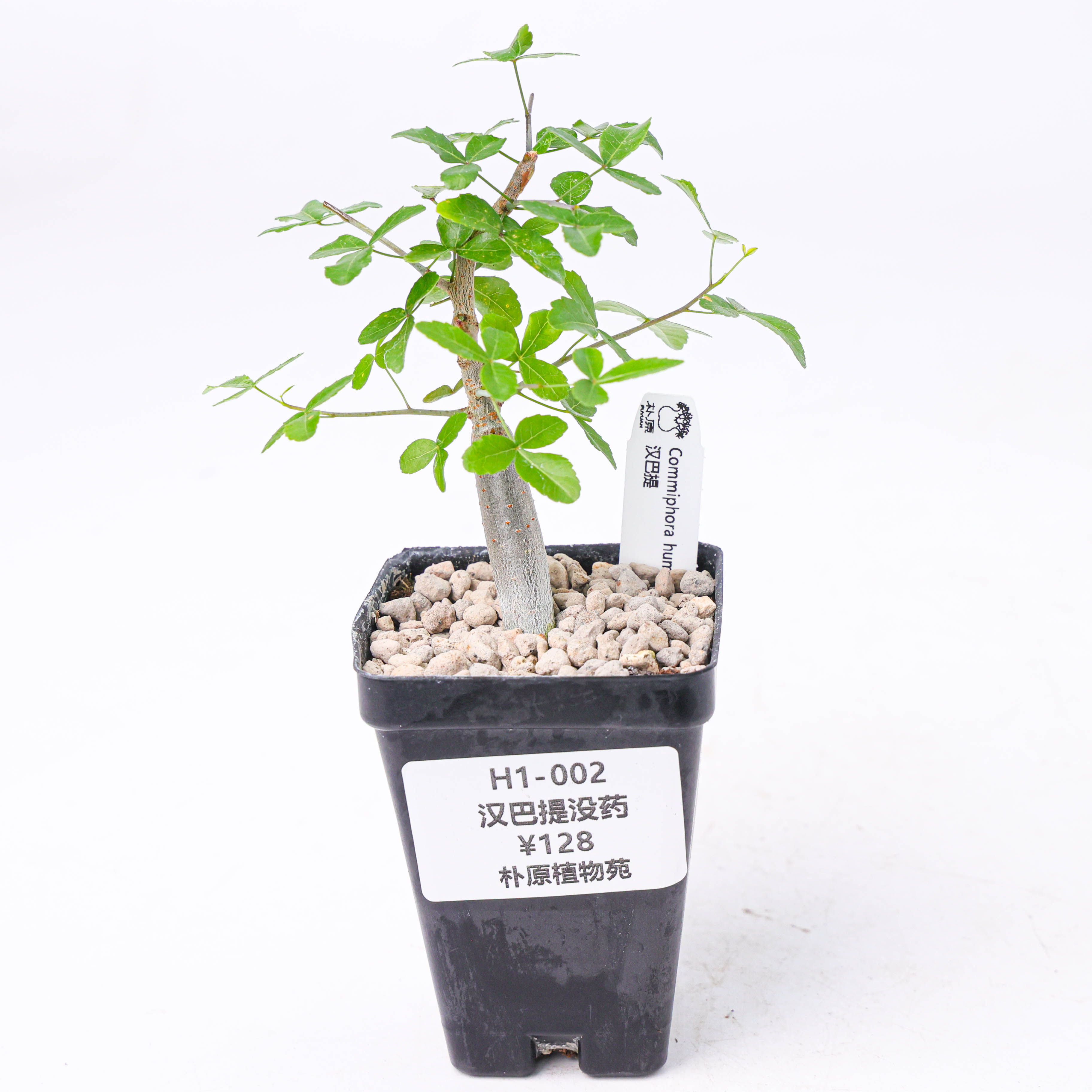 【朴原】汉巴提没药 Commiphora humbertii 珍奇块根盆景绿植
