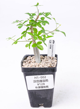 【朴原】汉巴提没药 Commiphora humbertii 珍奇块根盆景绿植