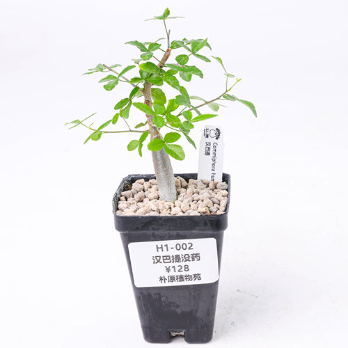 【朴原】汉巴提没药 Commiphora humbertii 珍奇块根盆景绿植