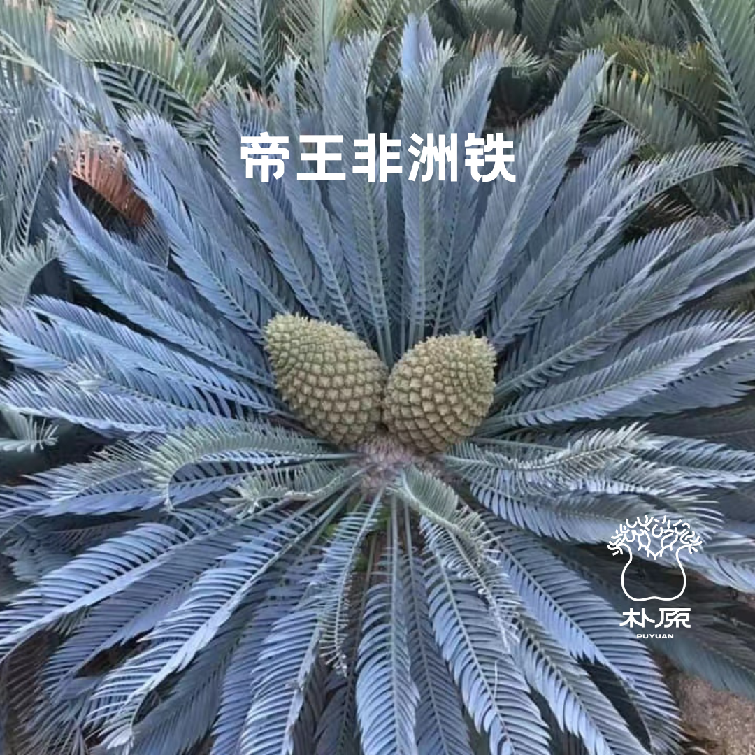 帝王非洲铁珍奇植物园艺铁树盆栽