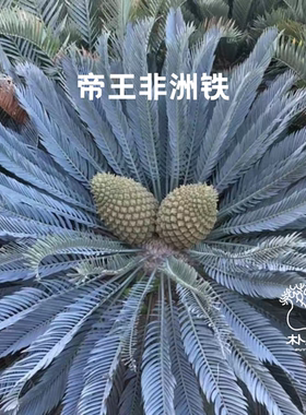 【朴原】帝王非洲铁 Encephalartos princeps 园艺盆栽铁树绿植
