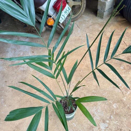【朴原优选】青棕  Ptychosperma macarthurii 棕榈科热植
