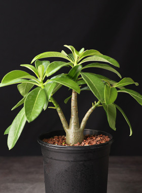 【朴原】实生迪氏棒槌 Pachypodium decaryi 潮流盆栽阳台绿植