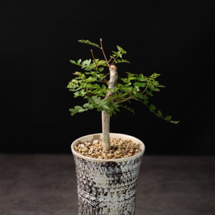 【朴原】般若斯漆树Operculicarya borealis珍奇芳香植物盆景盆栽