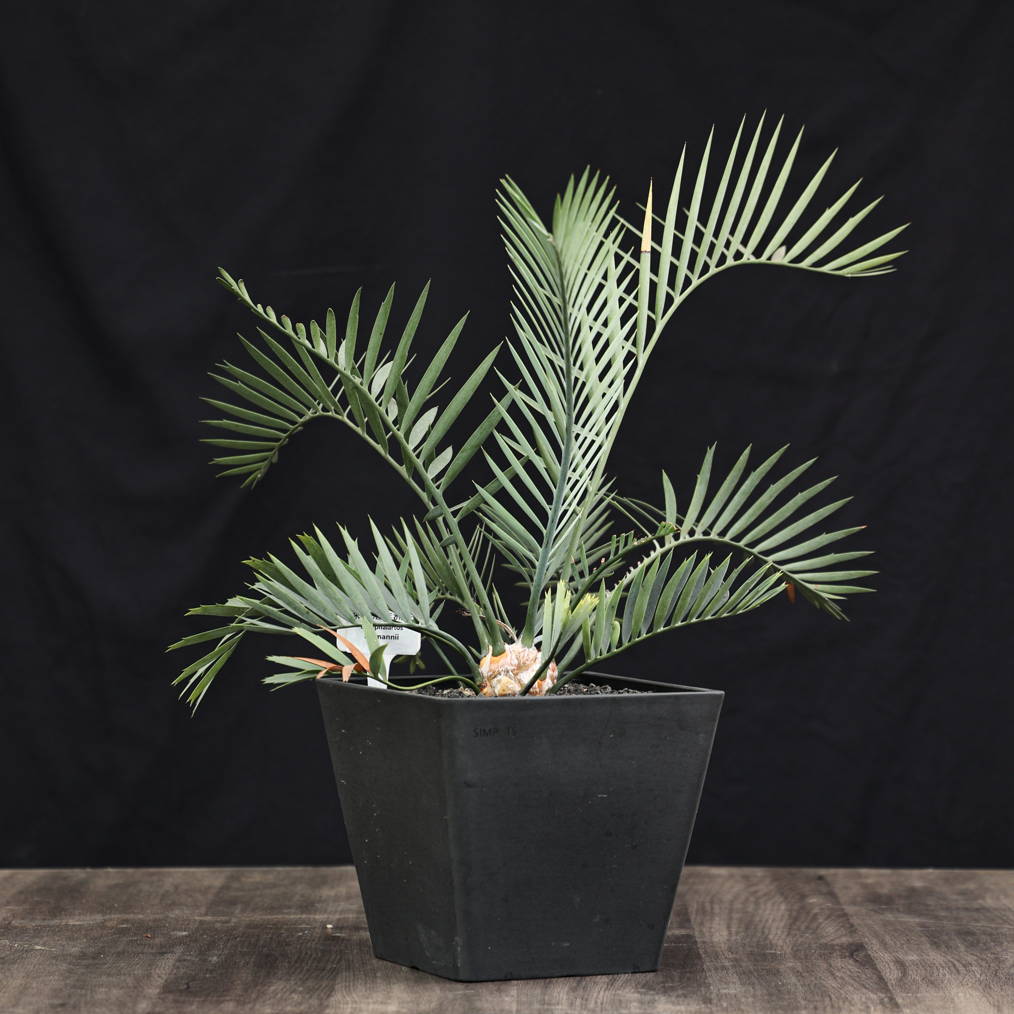 【朴原】莱曼尼氏非洲铁/苏铁Encephalartos lehmannii园艺苏铁