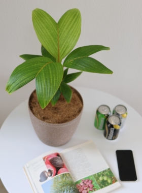 【朴原优选】竹马刺椰Verschaffeltia splendida 热植绿植盆栽