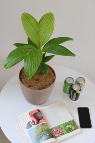 【朴原优选】竹马刺椰Verschaffeltia splendida 热植绿植盆栽