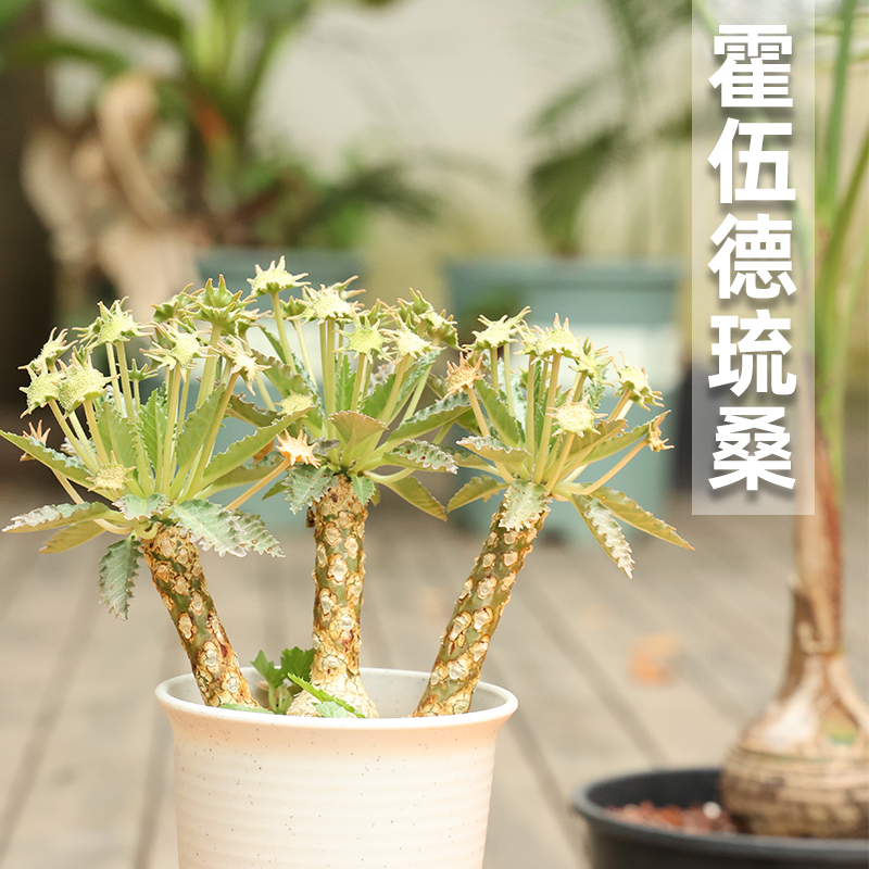 霍伍德琉桑 Dorstenia horwoodii园艺绿植盆栽多肉阳台