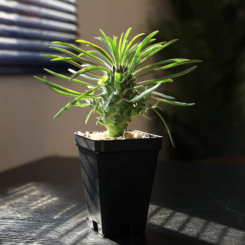 【朴原臻选】逆鳞龙大戟 Euphorbia clandestina多肉块根绿植