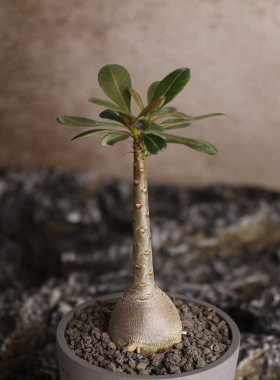 索科特拉沙漠玫瑰粉花多肉块根