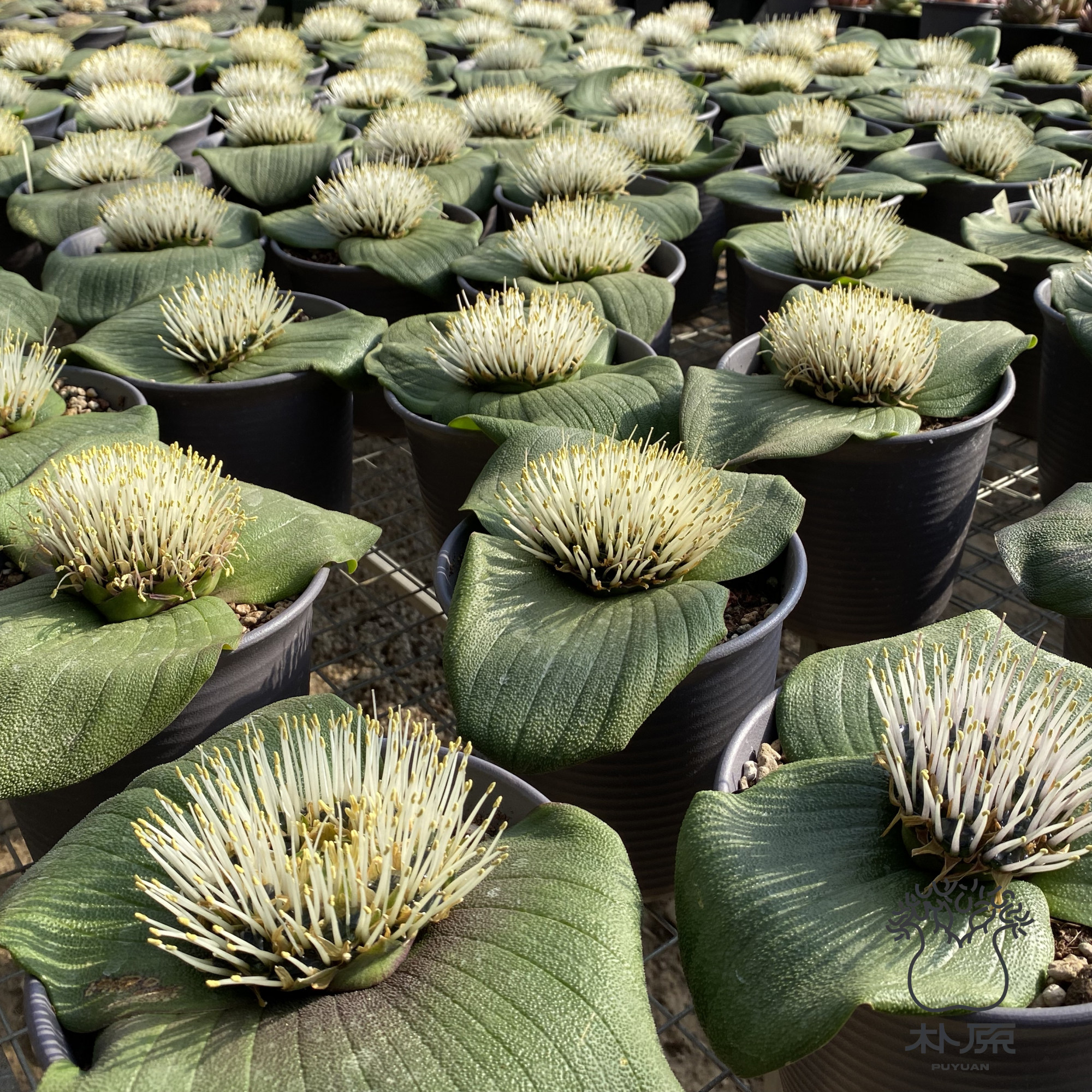 【朴原】蓝宝石镜  Massonia pustulata 种子绝美珍奇植物