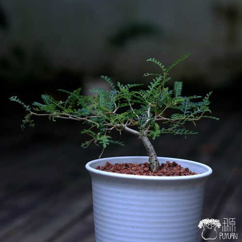 酒瓶漆树织冠漆树好养护阳台块根