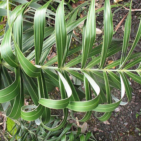 棕榈科热植家庭盆栽ins风