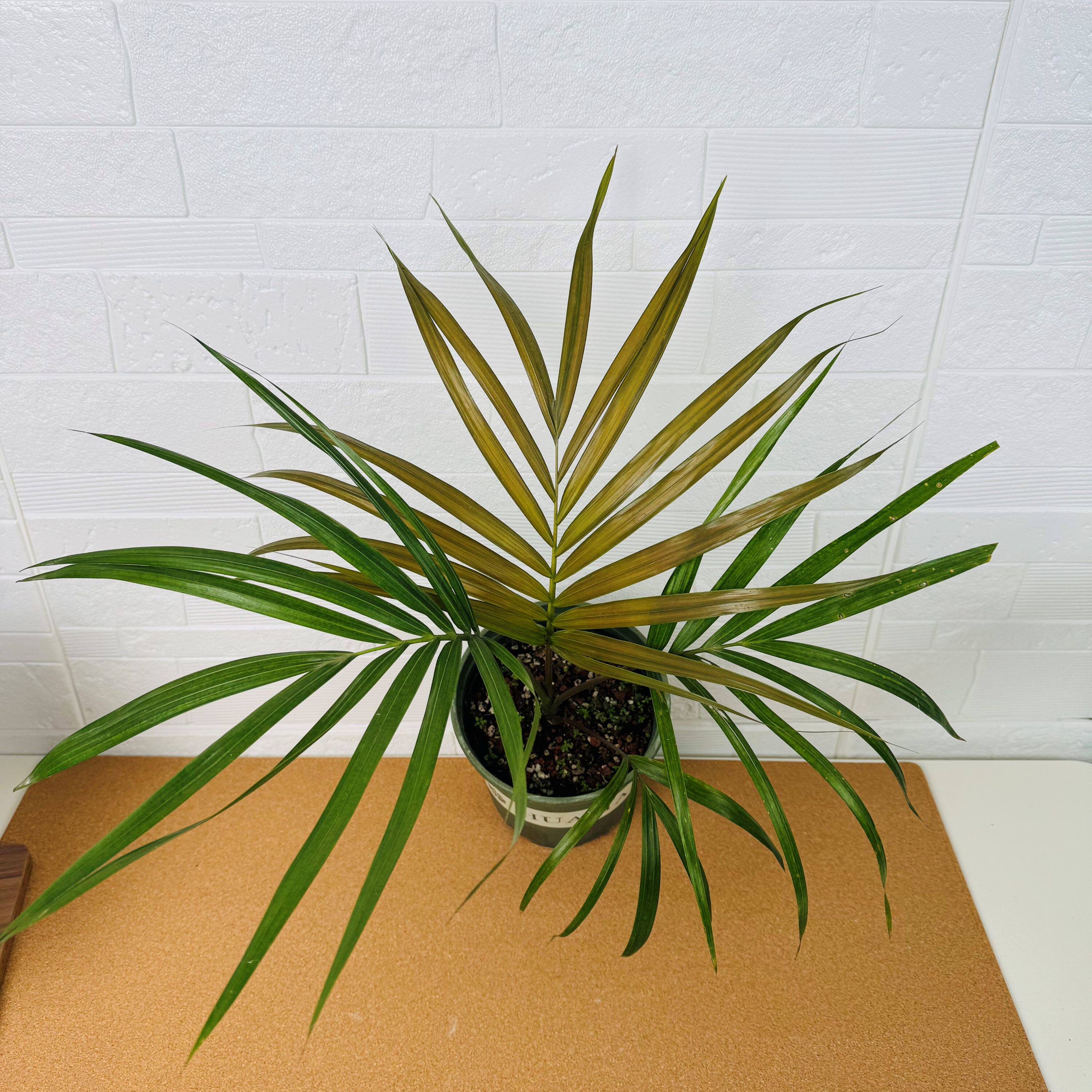 【朴原优选】梨形橄榄椰  Kentiopsis pyriformis 盆栽珍稀热植