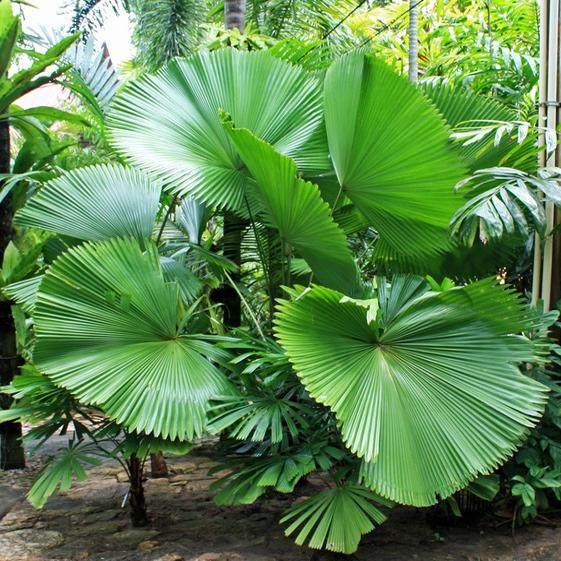 朴原优选/苏玛旺氏盾轴榈Licuala peltata var.sumawongii 热植