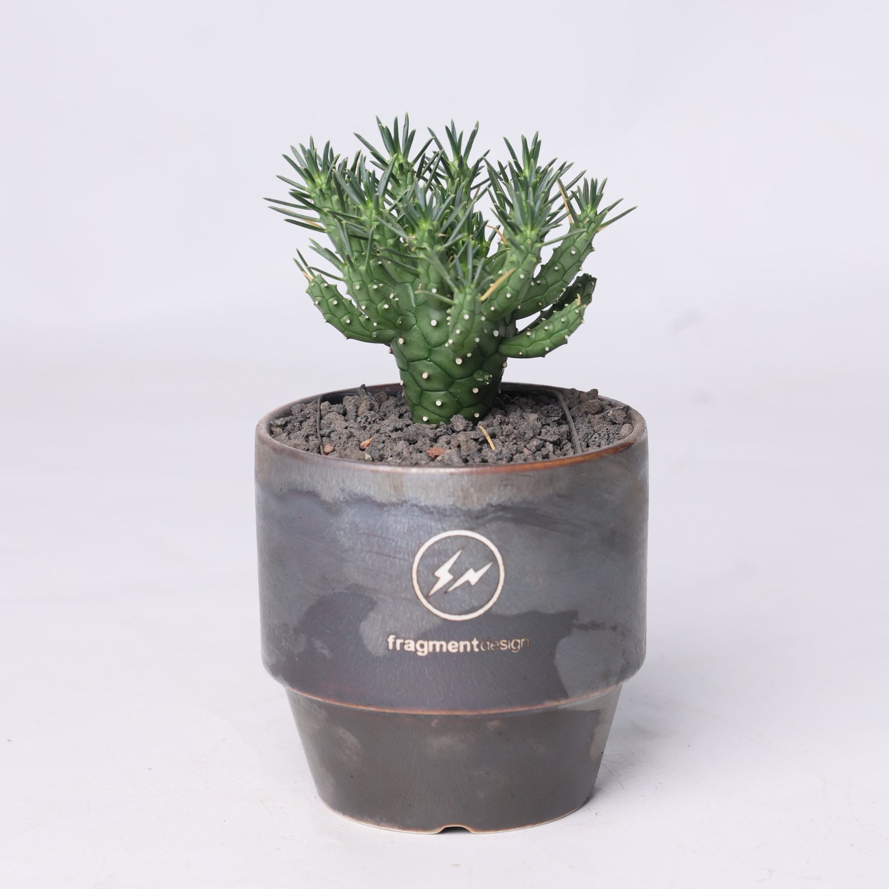 【朴原】蛇鳞丸大戟Euphorbia davyi潮流块根珍奇多肉大戟块根,鲜花速递/花卉仿真/绿植园艺,多肉植物,淘宝优惠券,粉丝福利购,淘宝优惠卷