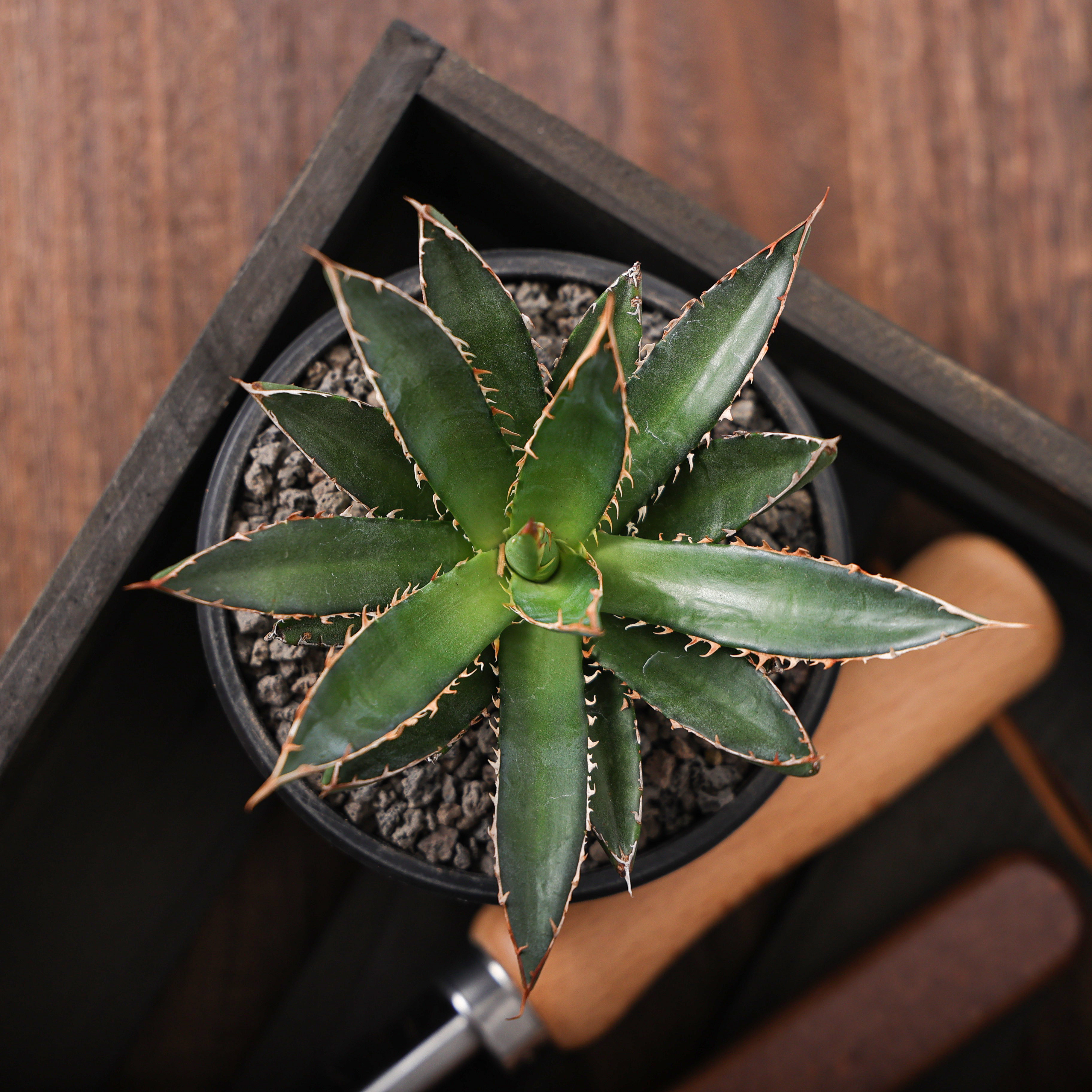 【朴原】巧克力霍利达龙舌兰 Agave horrida 'Chocolate Thorns'