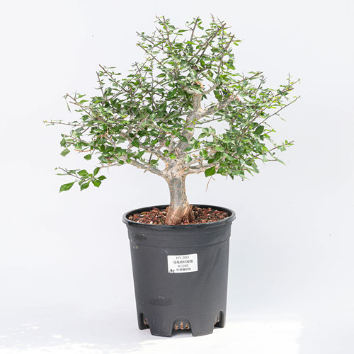 【朴原】马岛桃林橄榄Commiphora simplicifolia珍奇块根盆景绿植