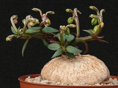 【朴原】人参大戟 Monadenoum rubellum/Euphorbia neo