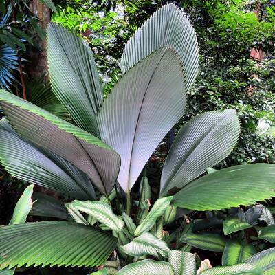 【朴原优选】白背菱叶棕 Johannesteijsmannia magnifica