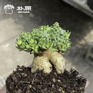 【朴原】扁头麒麟Euphorbia planiceps潮流植物多肉块根珍奇盆栽