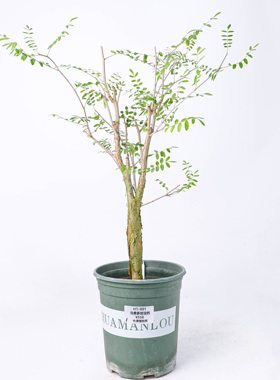 【朴原】马费多哈没药Commiphora mafaidoha 珍奇块根盆景绿植