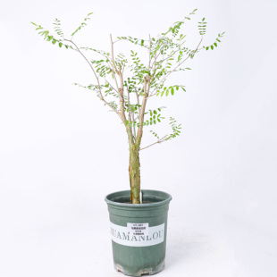 【朴原】马费多哈没药Commiphora mafaidoha 珍奇块根盆景绿植