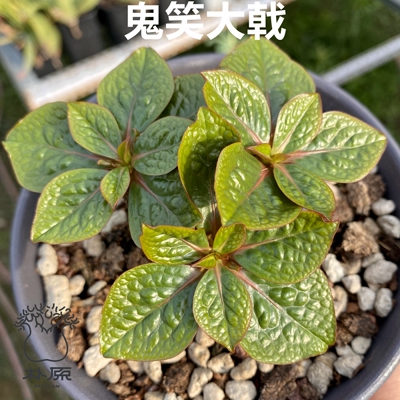 鬼笑大戟块根植物珍奇盆栽绿植