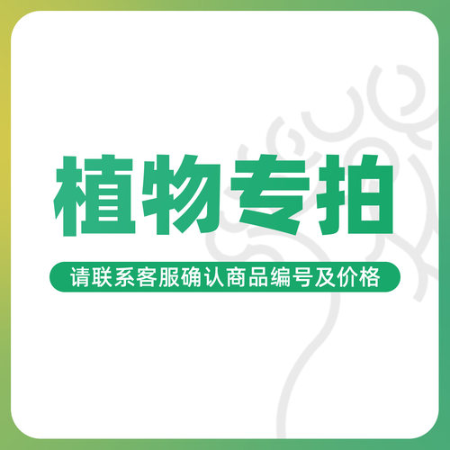 植物朴原植物棕榈铁树优选园艺