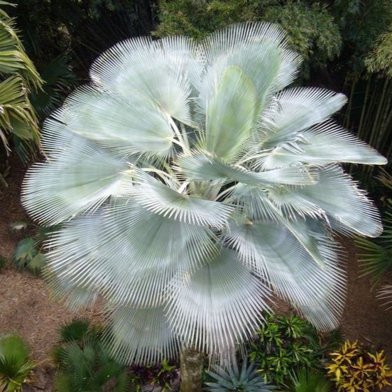 【朴原优选】奇异蜡棕Copernicia hospita 观叶热植绿植ins风盆栽