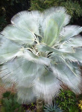 【朴原优选】奇异蜡棕Copernicia hospita 观叶热植绿植ins风盆栽