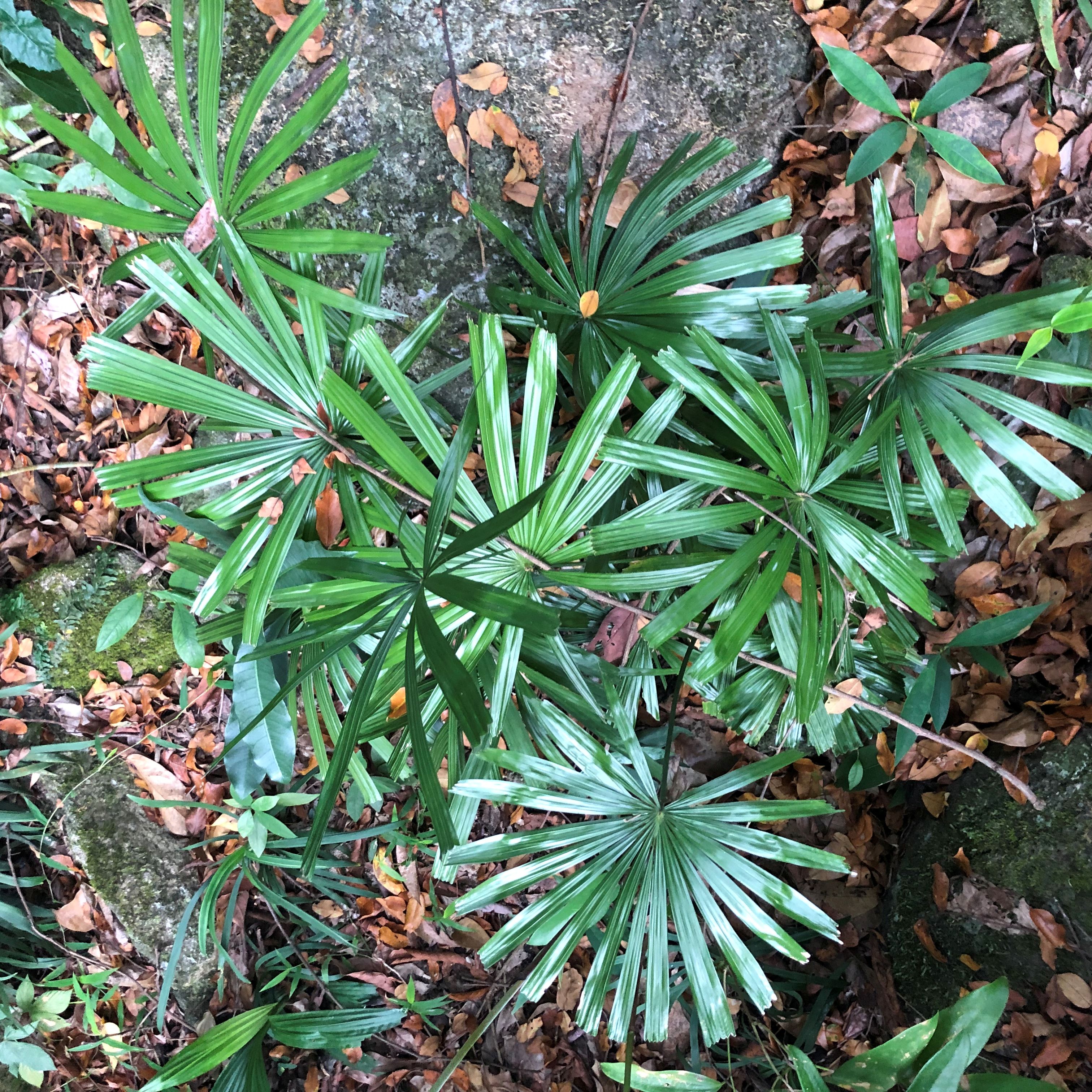 【朴原优选】穗花轴榈 Licuala fordiana 棕榈科潮流热植绿植盆栽